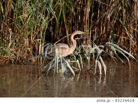 Amazing purple heron (Ardea purpurea) Amazing purple heron (Ardea purpurea) 83226628