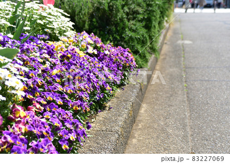 春の道端花壇 83227069
