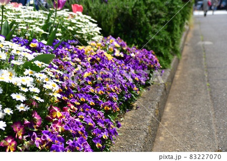 春の道端花壇 83227070