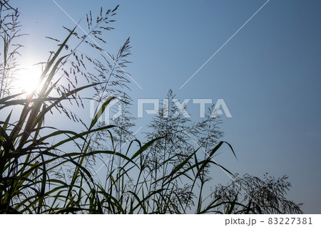 Phragmites karka grass flowers in the bright sunlight and fluffy clouds in blue sky Phragmites karka grass flowers in the bright sunlight and fluffy clouds in blue sky 83227381