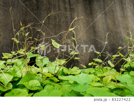 Freshness leaves of ivy plant and the old concrete wall 83227422