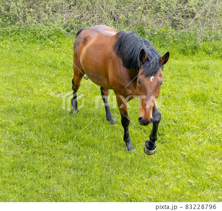 Thoroughbred horse walking on a green field. 83228796