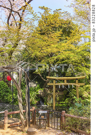 [東京・愛宕] 愛宕神社の池に湧き出す児盤水の滝に立つ金色の鳥居 83228828