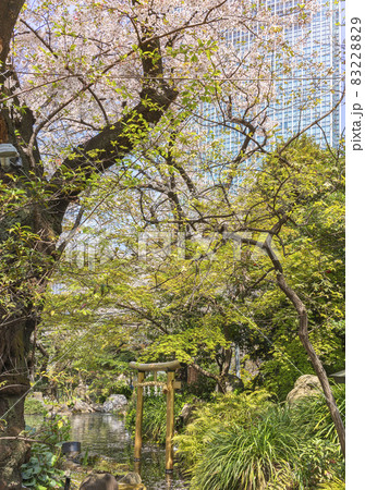 [東京・愛宕] 満開の桜に覆われた愛宕神社の池の黄金鳥居。 83228829