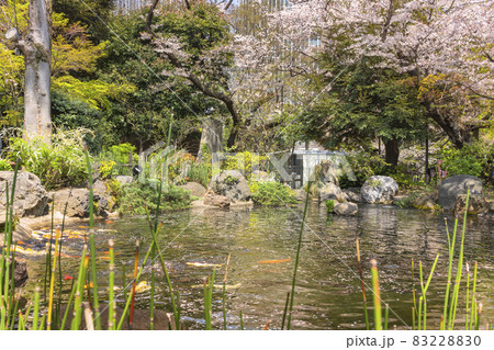 [東京・愛宕] 散った桜の花びらにまみれた愛宕神社の池 83228830
