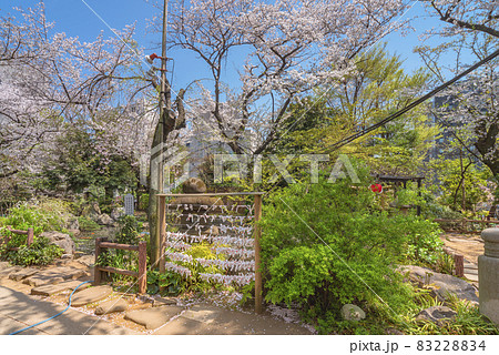 [東京・愛宕] 愛宕神社の池の前に立つおみくじ掛けと満開の桜の木 83228834