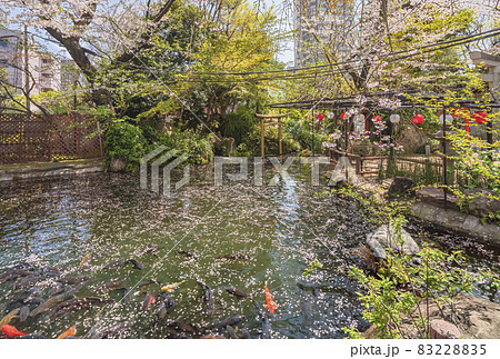 [東京・愛宕] 桜の花びらにまみれた愛宕神社の池で泳ぐ鯉の群れ 83228835