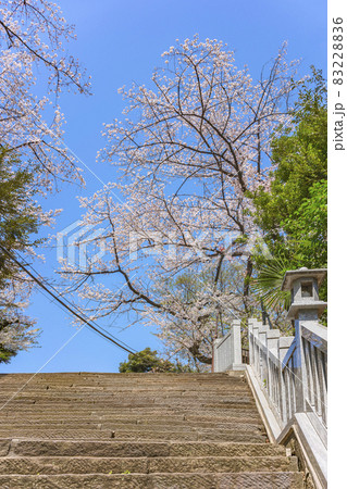 [東京・愛宕] 満開の桜の木に覆われた愛宕神社の出世の石段の天辺。 83228836
