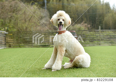 ドッグランでおすましするスタンダードプードル 83229108