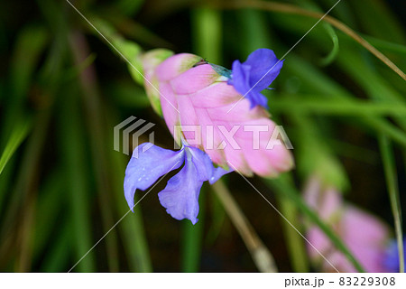 ハナアナナス 83229308