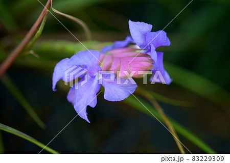 ハナアナナスの写真素材