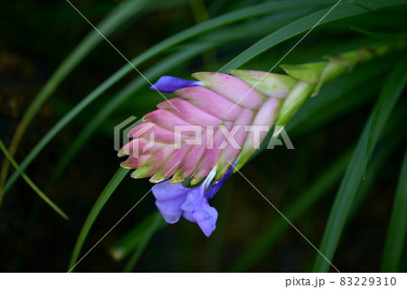 ハナアナナス ハナアナナス 83229310