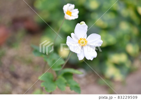 シュウメイギク シュウメイギク 83229509