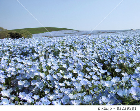 茨城・ひたち海浜公園のネモフィラ 83229581