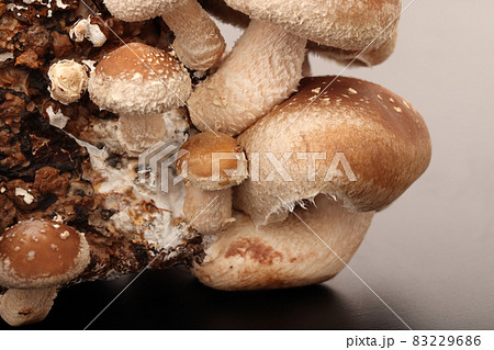 菌床椎茸 菌床椎茸 83229686