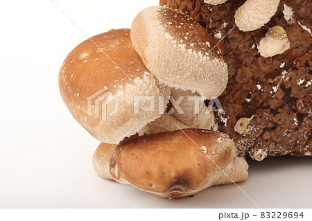 菌床椎茸 菌床椎茸 83229694