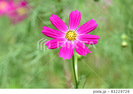 秋たけなわ 83229726