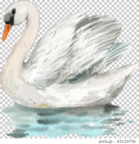 Duck and swan animal watercolor 83229756