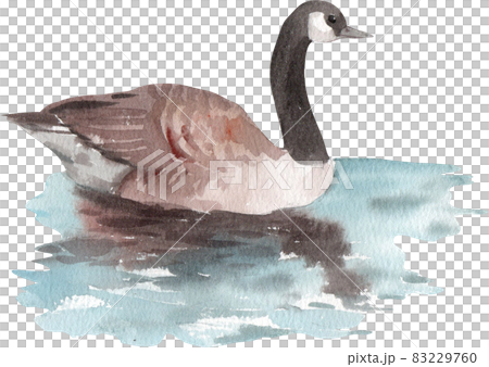 Duck and swan animal watercolor Duck and swan animal watercolor 83229760
