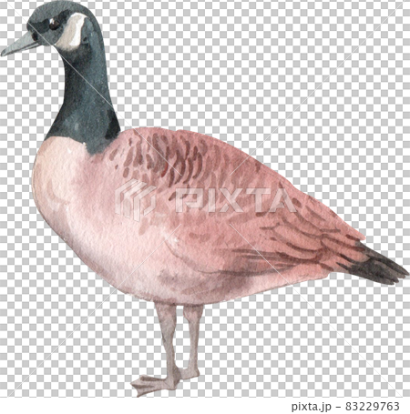 Duck and swan animal watercolor Duck and swan animal watercolor 83229763