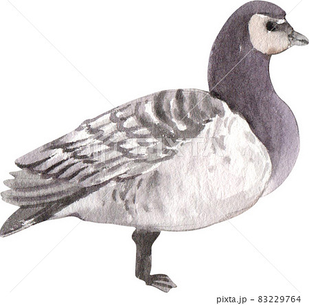 Duck and swan animal watercolor 83229764