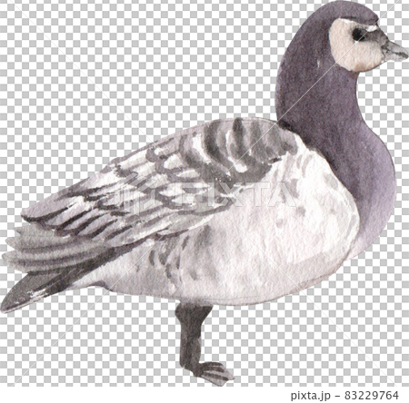 Duck and swan animal watercolor 83229764