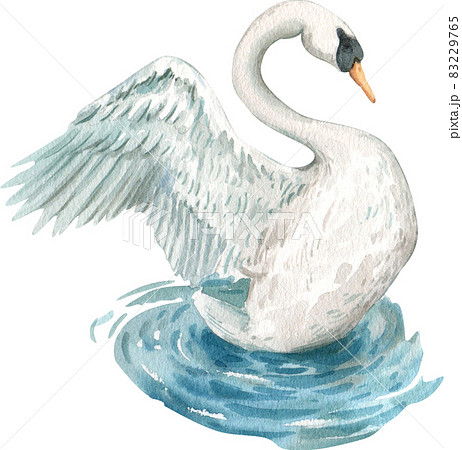 Duck And Swan Animal Watercolorのイラスト素材