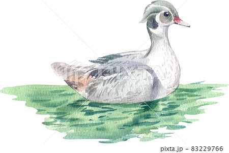Duck and swan animal watercolor 83229766