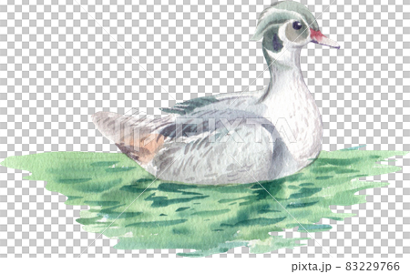 Duck and swan animal watercolor 83229766