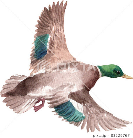 Duck and swan animal watercolor 83229767
