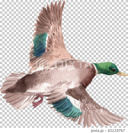 Duck and swan animal watercolor 83229767