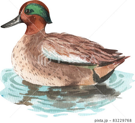 Duck and swan animal watercolor 83229768