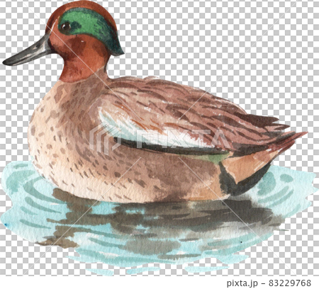 Duck and swan animal watercolor 83229768
