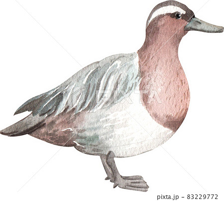 Duck and swan animal watercolor Duck and swan animal watercolor 83229772