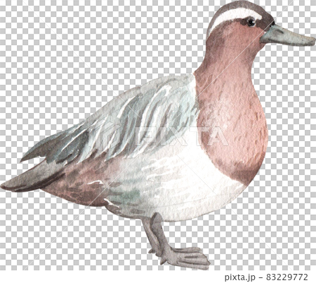 Duck and swan animal watercolor Duck and swan animal watercolor 83229772
