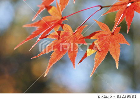 紅葉のモミジ 83229981