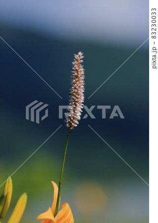 イブキトラノオ イブキトラノオ 83230033