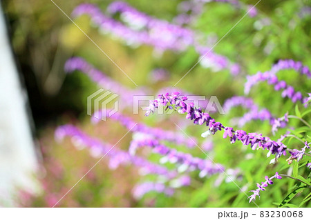 サルビア　レウカンサの花 83230068