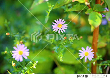 ブルーディジーの花 ブルーディジーの花 83230071