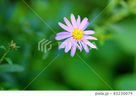 ブルーディジーの花 ブルーディジーの花 83230074