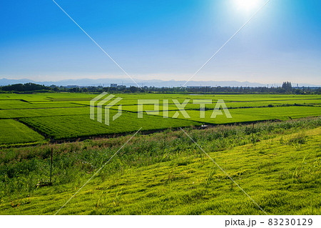 荒川土手沿い　太陽に照らされる水田　遠く秩父連山　真夏の風景　 83230129