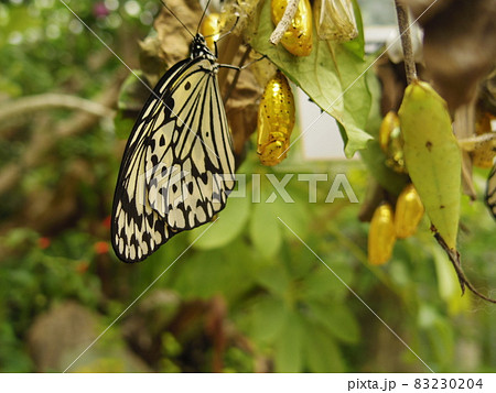 蝶々とさなぎ 蝶々とさなぎ 83230204