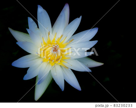 可憐に咲く睡蓮 83230233