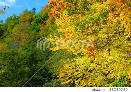 美しい森の紅葉 美しい森の紅葉 83230289