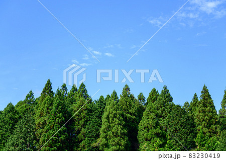 杉の木と青空 杉の木と青空 83230419