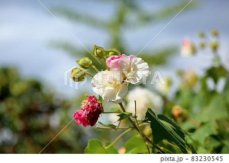 酔芙蓉の花 酔芙蓉の花 83230545