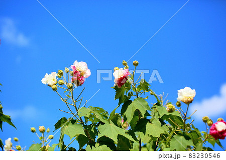 酔芙蓉の花 83230546