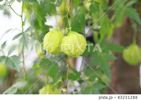 かわいい風船葛(フウセンカズラ) かわいい風船葛(フウセンカズラ) 83231288