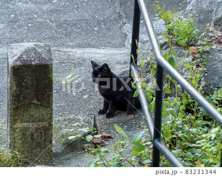 神社に住み着く黒猫 神社に住み着く黒猫 83231344