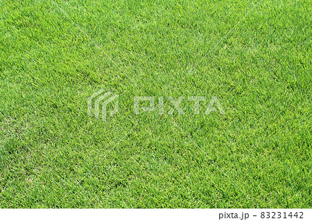 緑の芝生 緑の芝生 83231442
